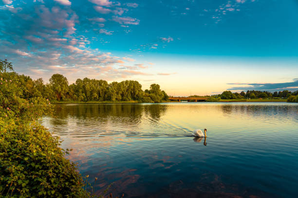 Nature cygne