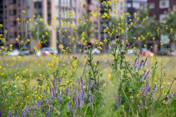 biodiversité