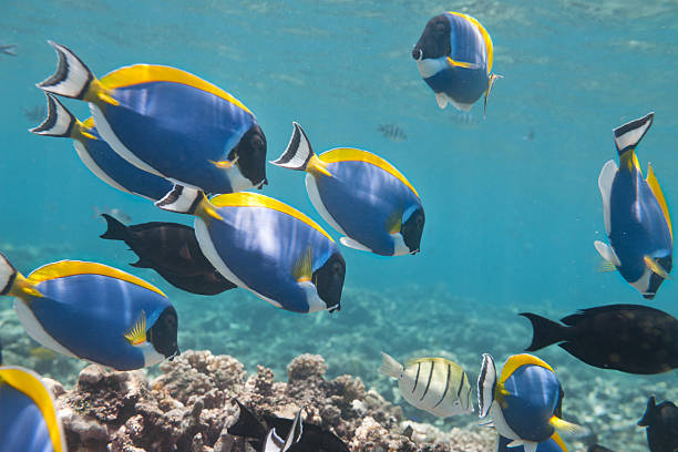 biodiversité marine