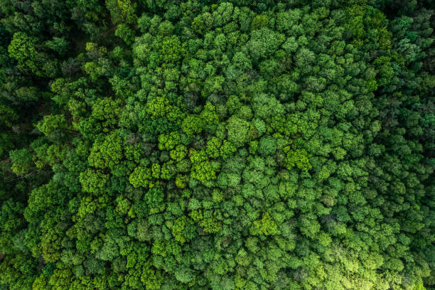 foret
