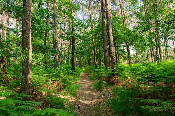 foret