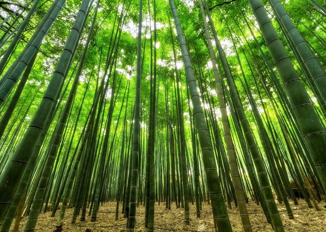 bamboo 1283976 1280