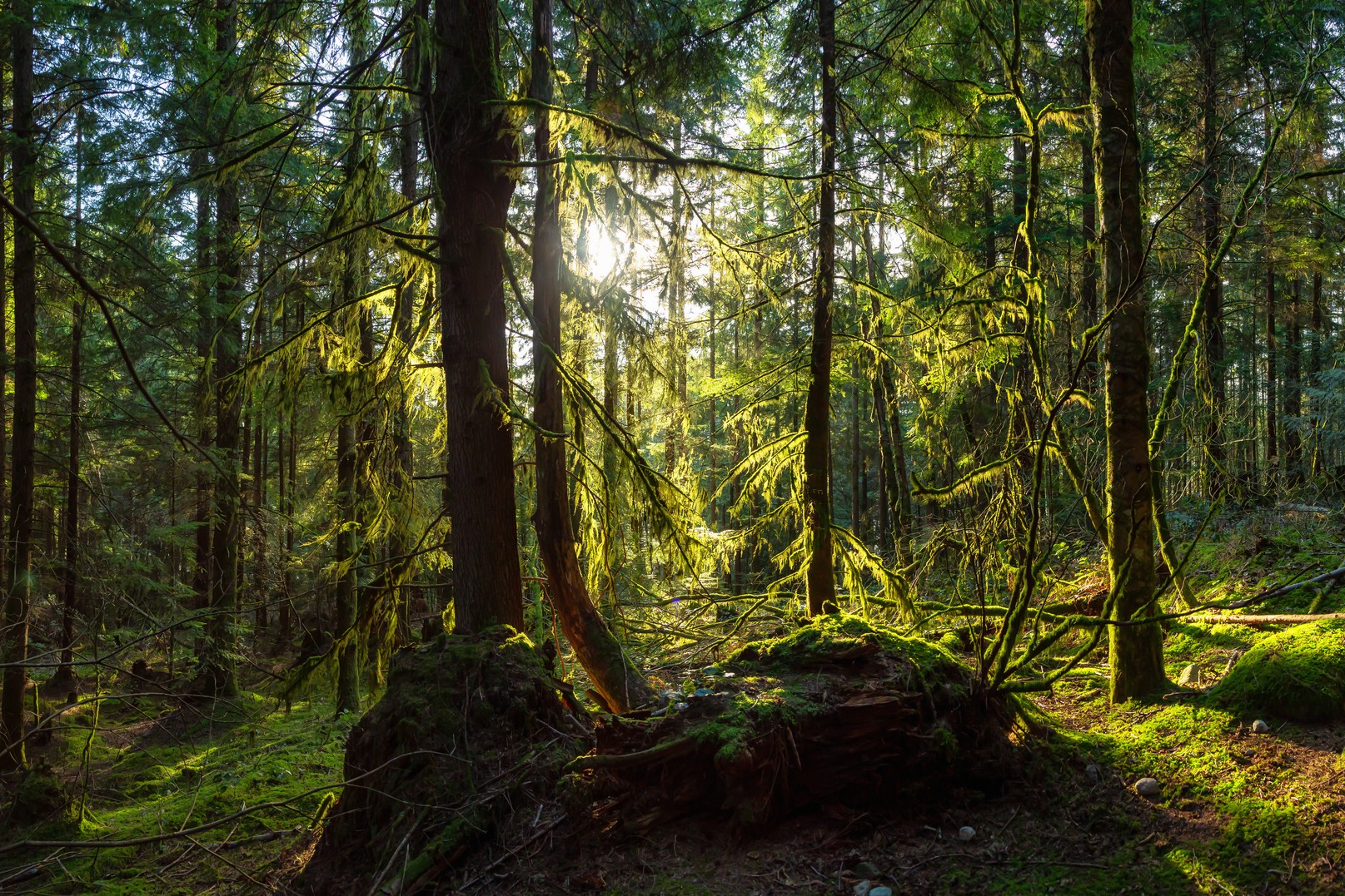 Arbres